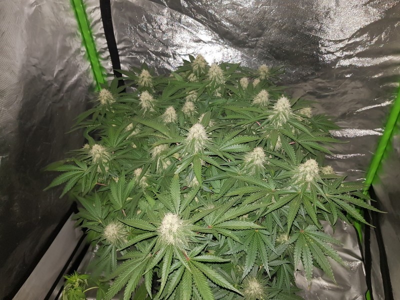 Knockout from Advanced female seeds 5 weeks