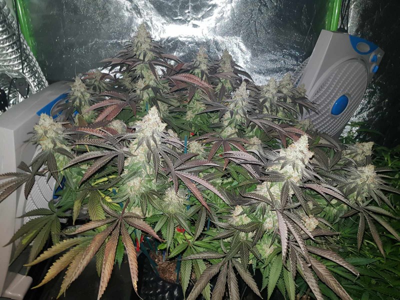 Legendary punch 8.5 weeks 12/12