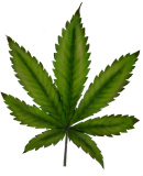 Later stage potassium deficiency