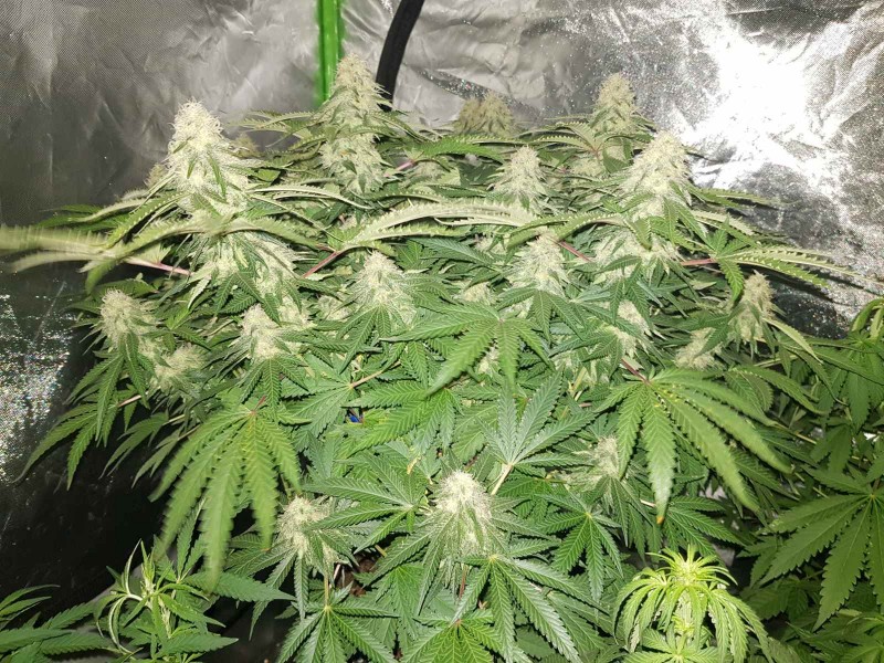 Knockout from Advanced female seeds 5 weeks 5 days flower 12/12