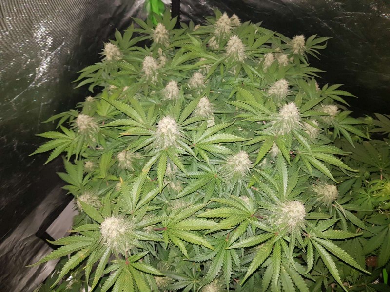 Knockout from Advanced female seeds 5 weeks 5 days flower 12/12