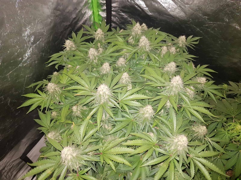 Knockout from Advanced female seeds 5 weeks 5 days flower 12/12