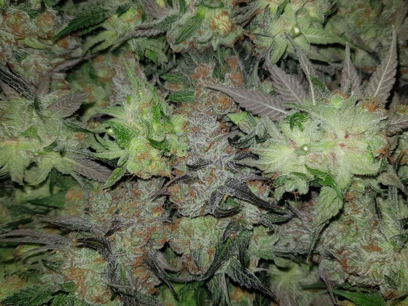 Legendary punch fresh harvested buds