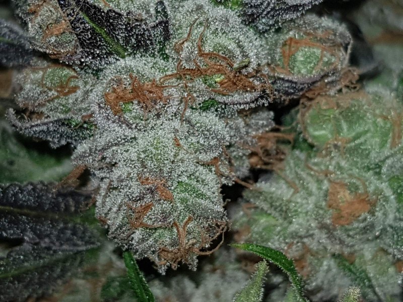 Legendary punch fresh harvested buds