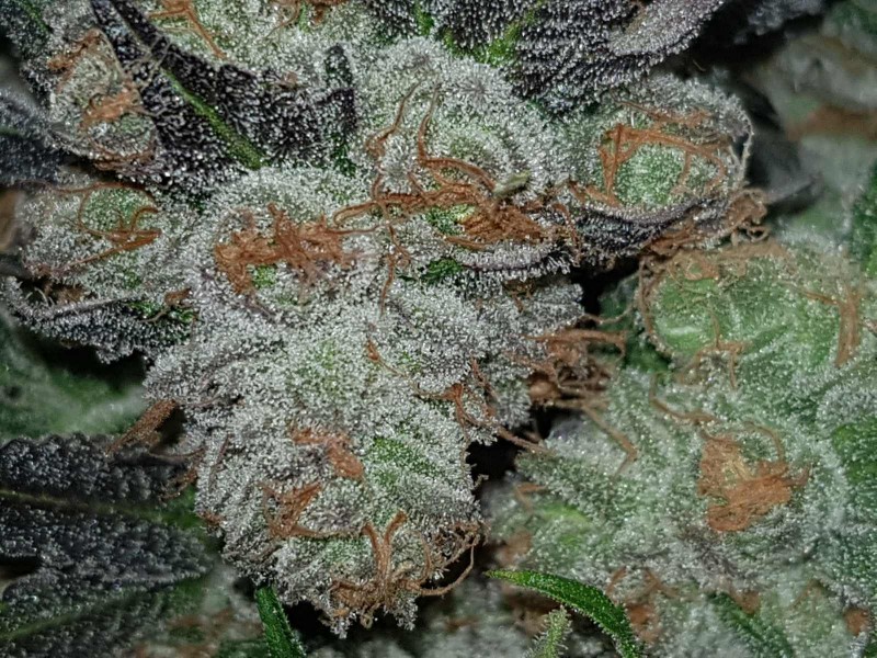 Legendary punch fresh harvested buds