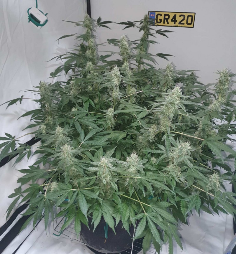 Cannabis flowering plant