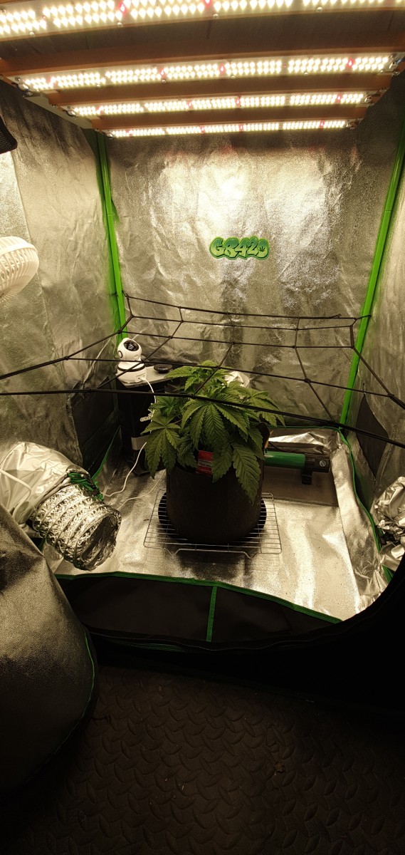 Gelato grow under Invisible SUN LED strip