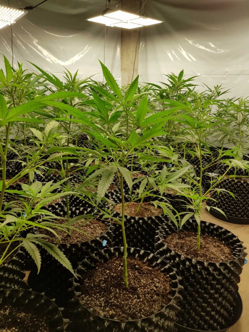 Cannabis Sea of Green