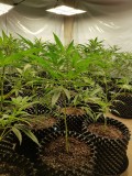 Cannabis Sea of Green