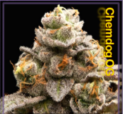 Female-Chem-OG-Female-10-Cannabis-Seeds-37913-p