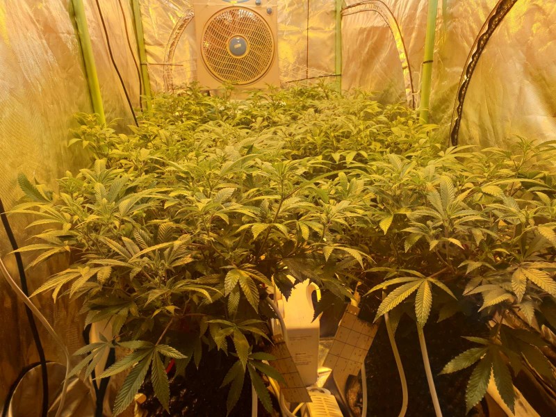 Coco growing