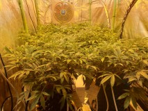 Coco growing