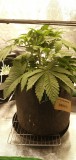 IMG-20200129-WA0012