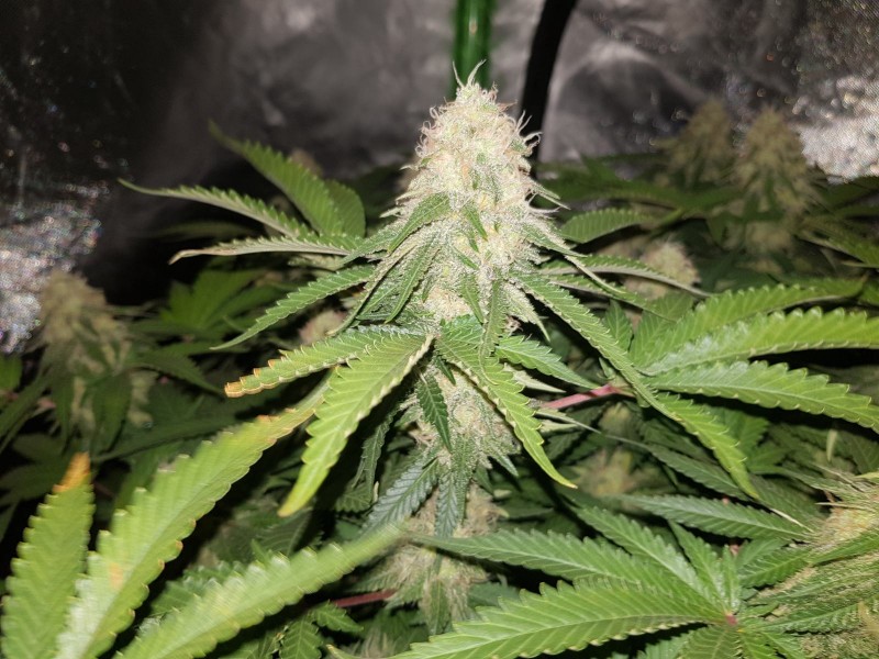 Knockout from Advanced female seeds 6 weeks 3 days 12/12