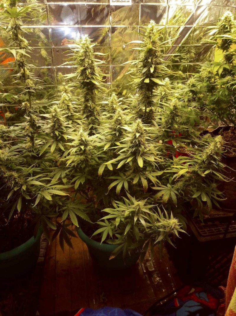 blue dream week 7
