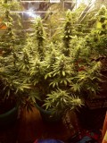 blue dream week 7