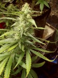 bluedreambud