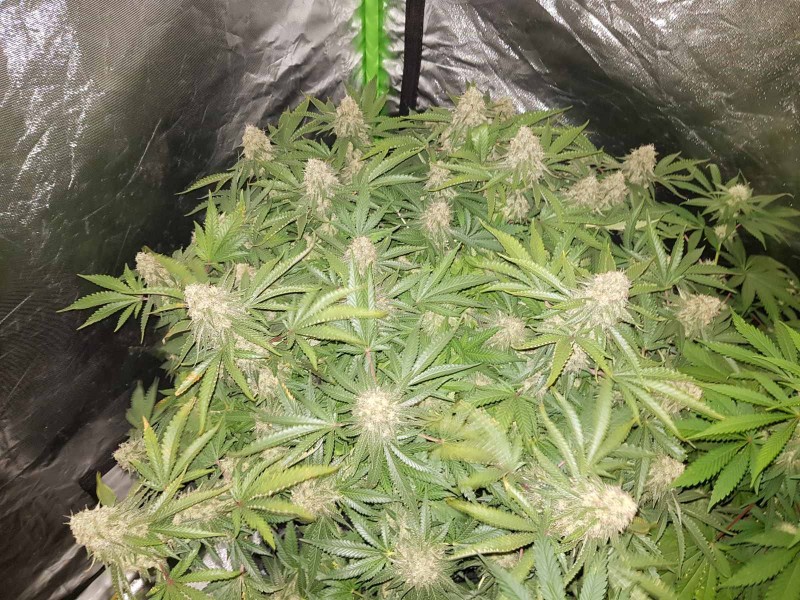 Knockout from Advanced female seeds 51 days 12/12