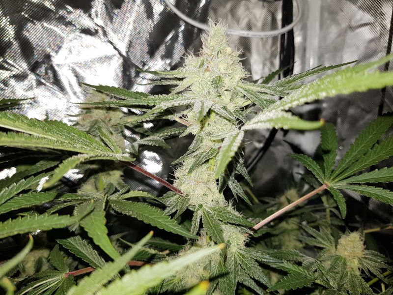 Disco scrog 40 days 12/12