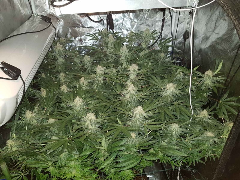 Disco low watt scrog day 42 of 12/12 flower