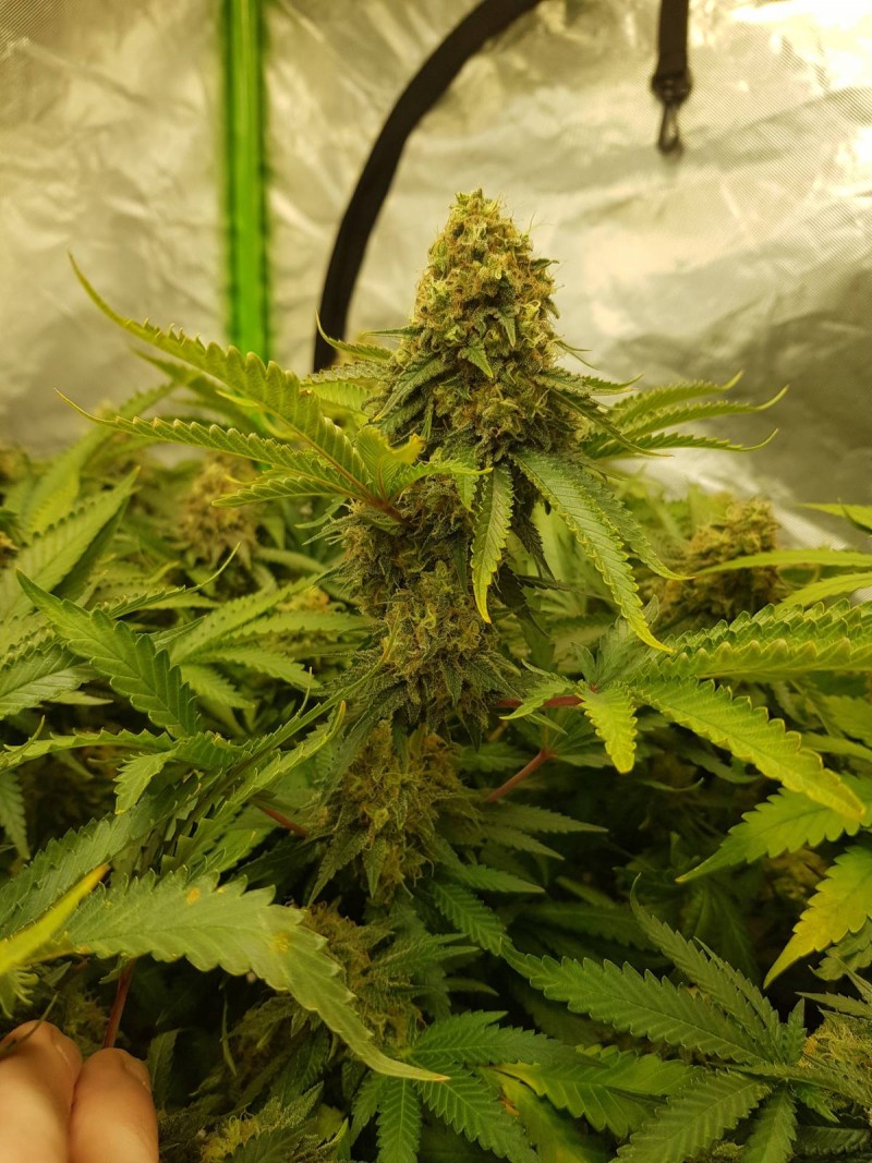 Knockout from Advanced female seeds  55 days 12/12 flower
