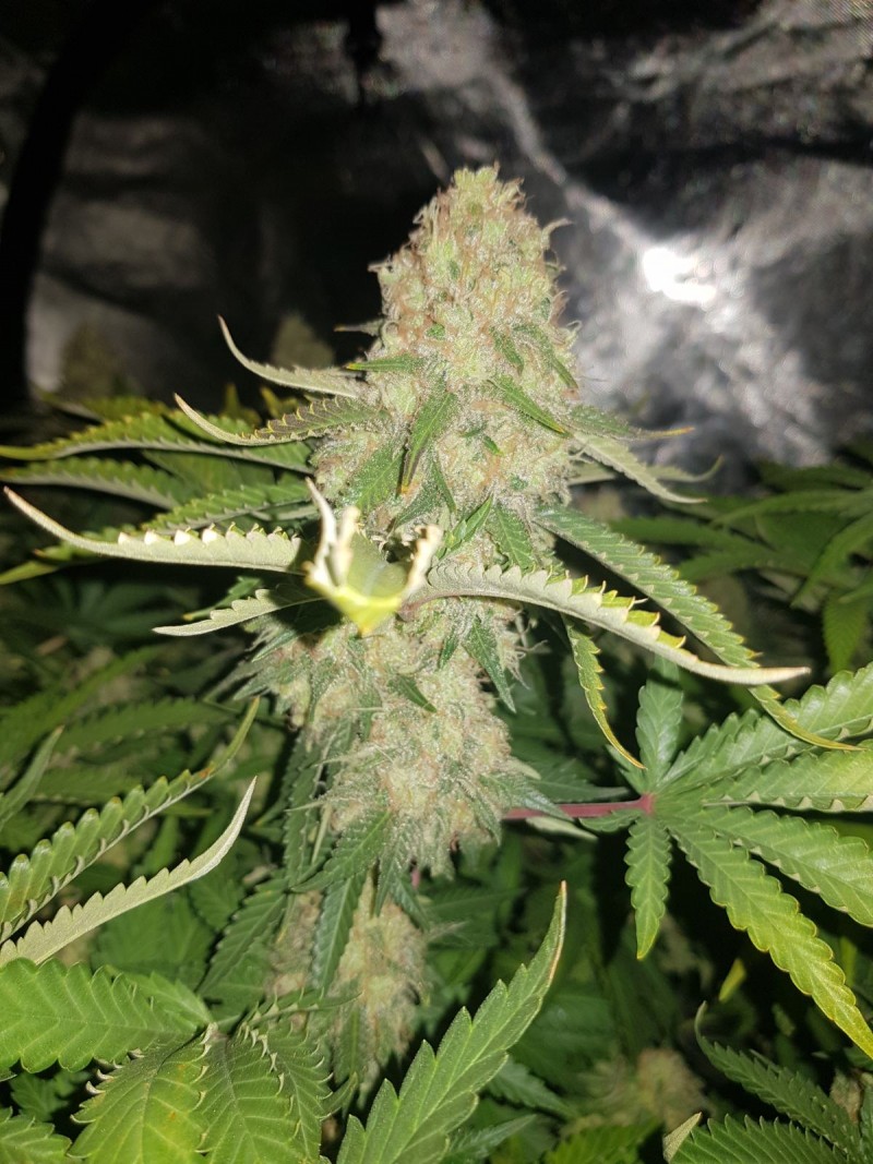 Knockout from Advanced female seeds 57 days 12/12 flower
