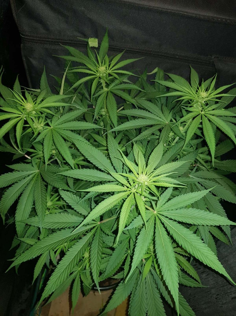 Granddaddy purps 16 days of 12/12 flower 20l soil