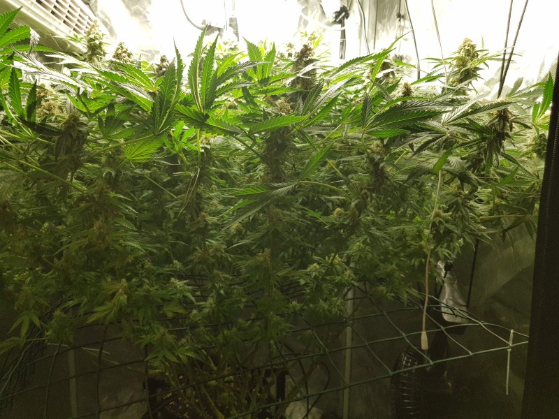 Low watt scrog 49 days 12/12 flower