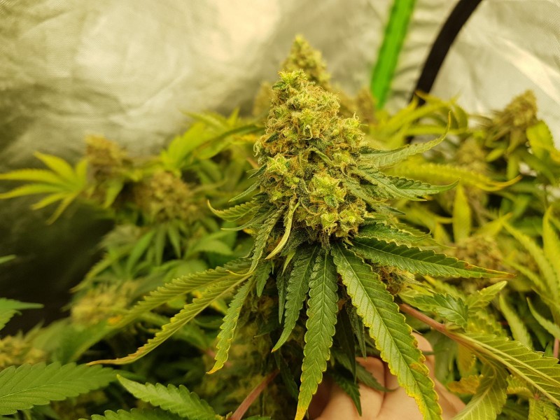Knockout from Advanced female seeds  60 days 12/12 flower