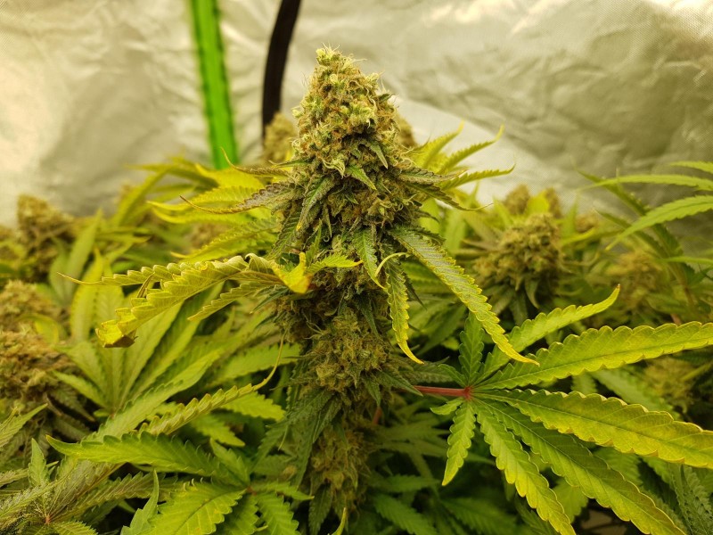 Knockout from Advanced female seeds  60 days 12/12 flower