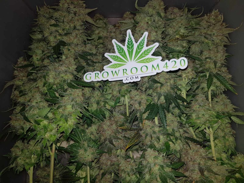 Knockout from Advanced female seeds top cola harvest