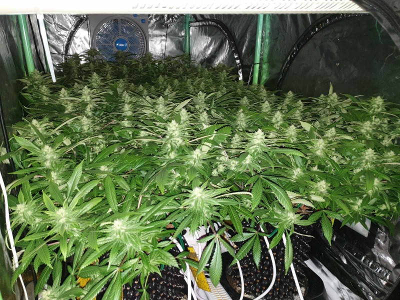 Best diesel strain