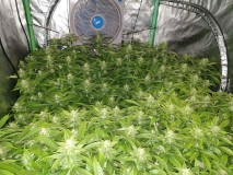 Best Uk strain
