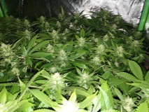 Pk for flowering