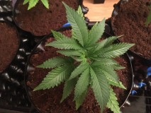 1601E1C7-5A84-4FC4-B739-E330BDF81BF7