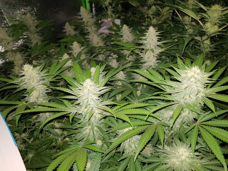 Purple Queen 34 days flower