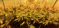 Chiesel strain