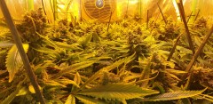 Chiesel strain