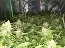 Chiesel strain