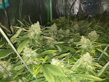 Chiesel strain