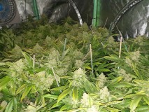 Chiesel strain