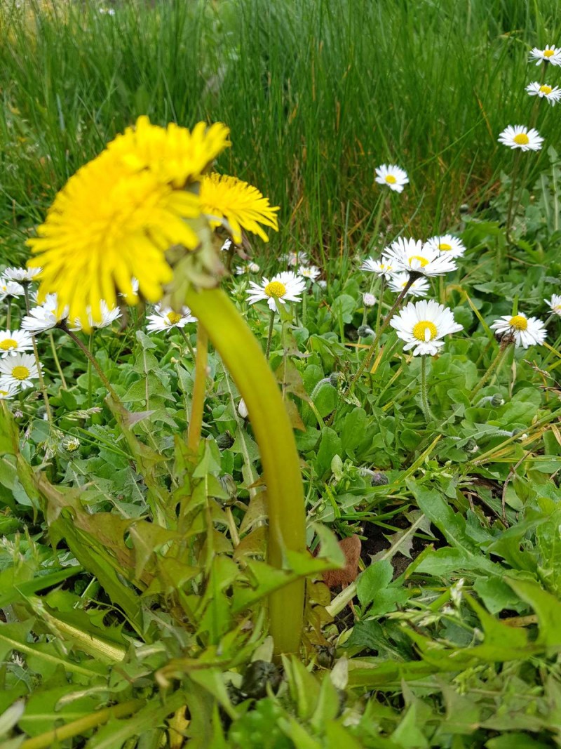 Poly dandelion