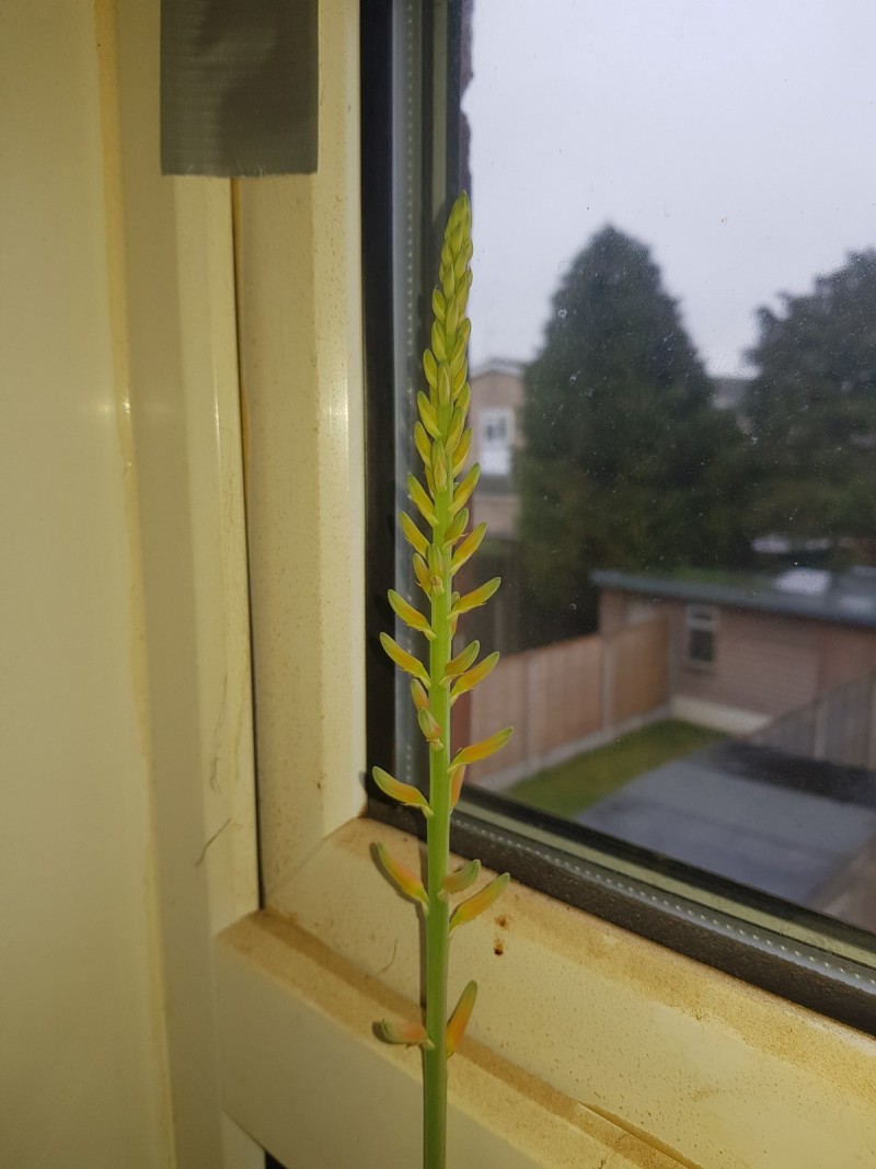 Aloe vera flower