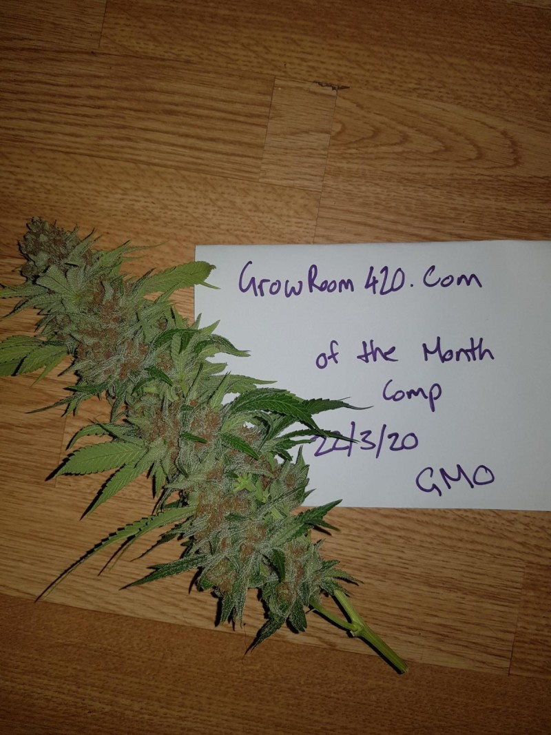 Bud of the month march 2020 purple queen RQS