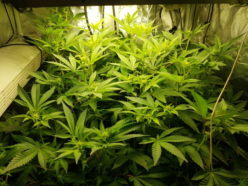 Cake low watt grow out day 17 12/12