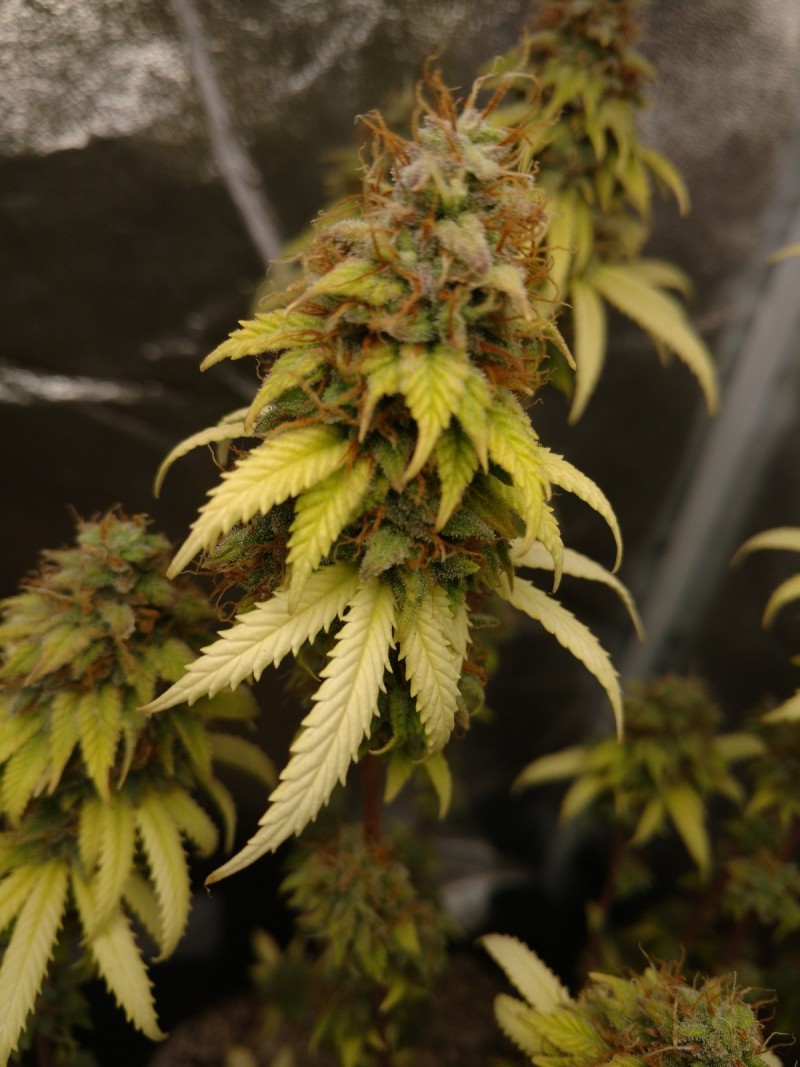 An Unknown Strain I Have Going Almost Ready