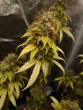 An Unknown Strain I Have Going Almost Ready