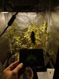 The Little Flower Tent. An Unknown Photo Period, And The 2 420 Fast Buds