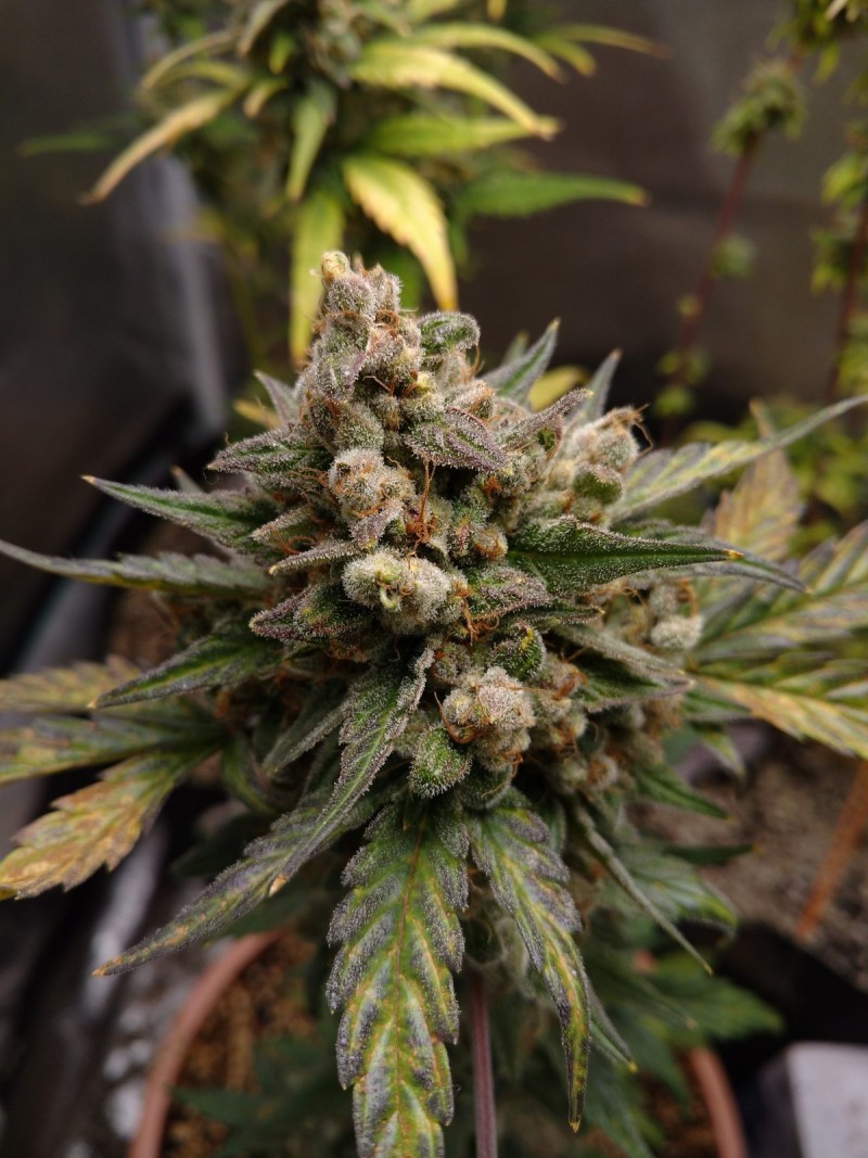 Purple Lemonade Auto
