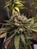Purple Lemonade Auto